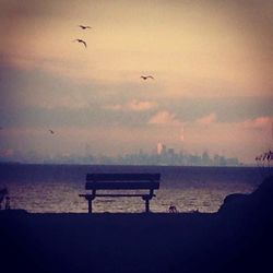 Birds flying over sea at sunset