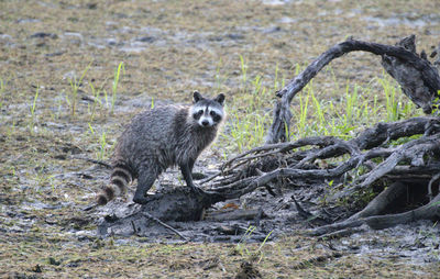 Raccoon staring at me from the bog