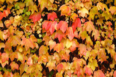 High angle view of autumnal leaves on plant