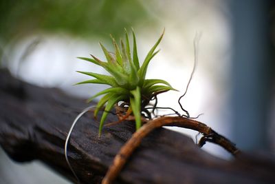 Close-up of small plant