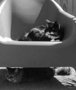 Cats around chair during sunny day