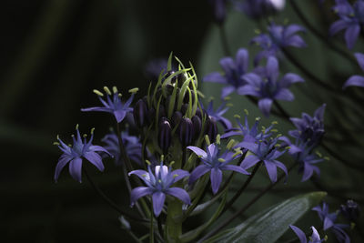 Close-up of purple flowering plant