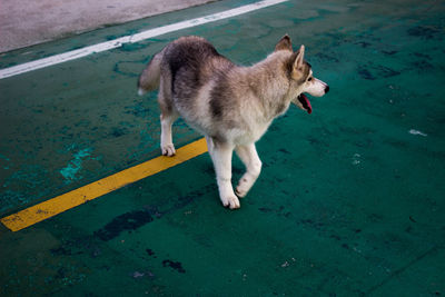 High angle view of dog standing on shore