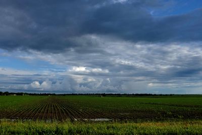 Scenic view of agricultural field against sky