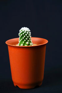 Close-up of potted plant on table against black background