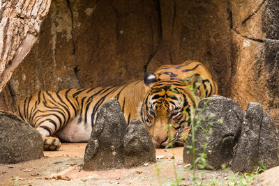 Zebras in a zoo