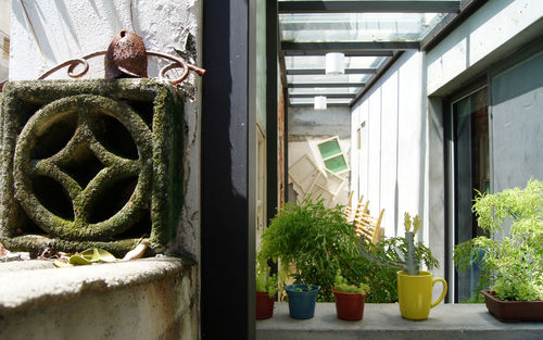 Potted plants in pot