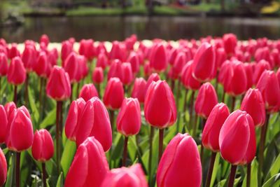 Close-up of pink tulips against pond in park