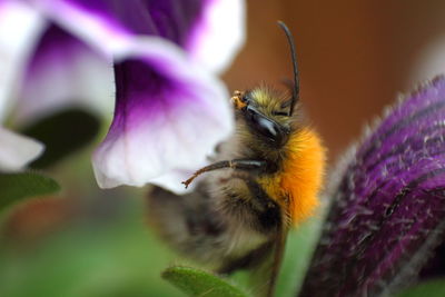 Close-up of bumblebee on purple flower