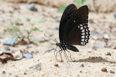 Close-up of butterfly on a land