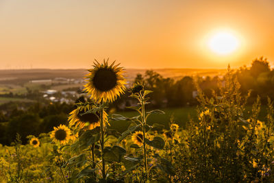 Scenic view of sunflower field against sky during sunset