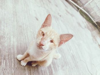 High angle view of a cat