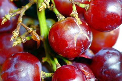 Close-up of cherries