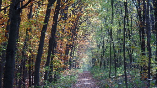 Trees in forest