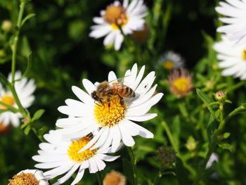 Close-up of insect on white flower