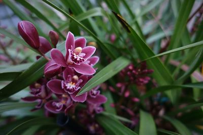 Close-up of pink flowers