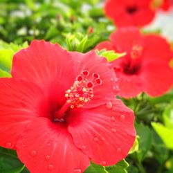 Close-up of red flower