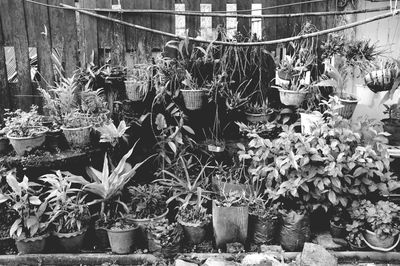 Potted plants in market