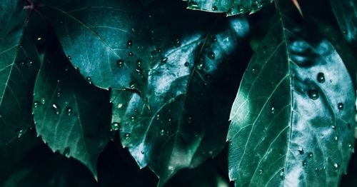 Close-up of wet plant leaves during rainy season