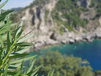 Close-up of plant growing on land