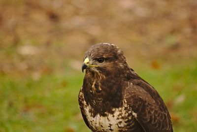 Close-up of eagle against blurred background