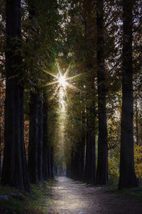 Sunlight streaming through trees in forest