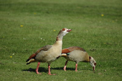 Close-up of ducks on field