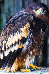 Close-up of eagle