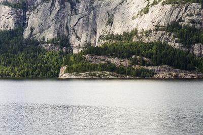 Plants and trees by water