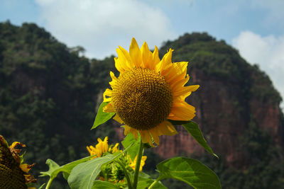 Close-up of sunflower on plant