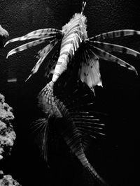 Close-up of fish swimming in sea