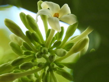 Close-up of flower blooming outdoors