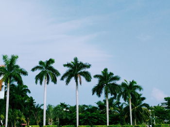 Low angle view of palm trees against sky