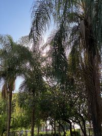 Low angle view of palm trees against sky