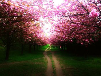 Pink flower tree with road in sunlight