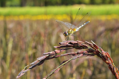 Close-up of butterfly perching on flower