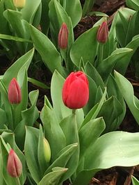 Close-up of pink flowers