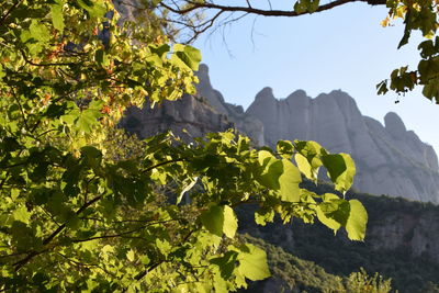 Plants growing on mountain against sky