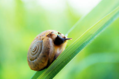 Close-up of snail on leaf