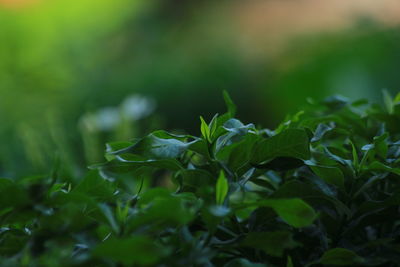 Close-up of flowering plant on field