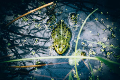 Close-up of frog in lake