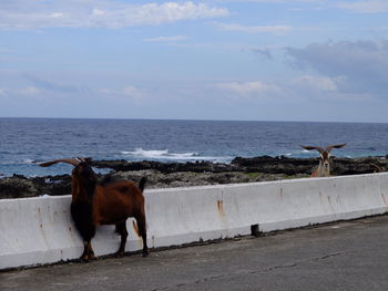 Scenic view of gazelles standing near sea