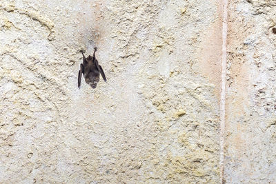 Horse on wall