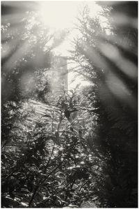 Trees in the dark