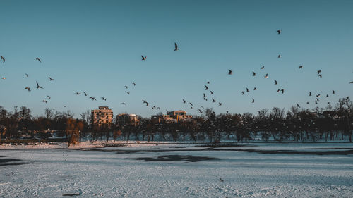 Flock of birds flying in the sky