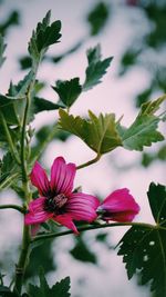 Close-up of pink flowers