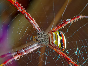 Close-up of argiope keyserlingi, a species of spider that lives in its web house
