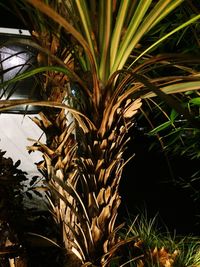 Close-up of palm tree