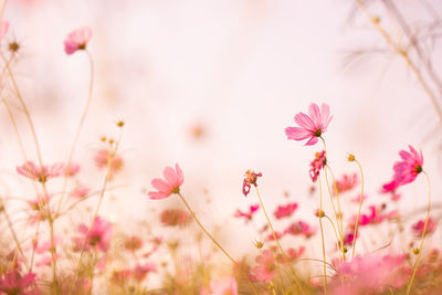 Cosmos flowers beautiful in the garden