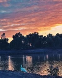 Swan in lake against sky during sunset